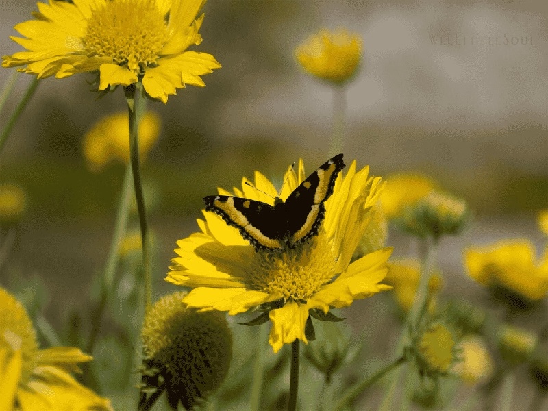 张婷夫妇试管，试管中药调理配方